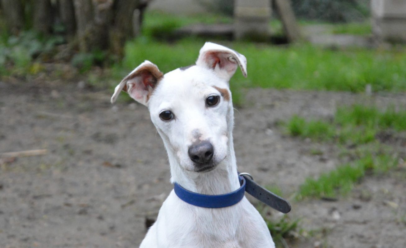 Myron - Chien à adopter - photo 4