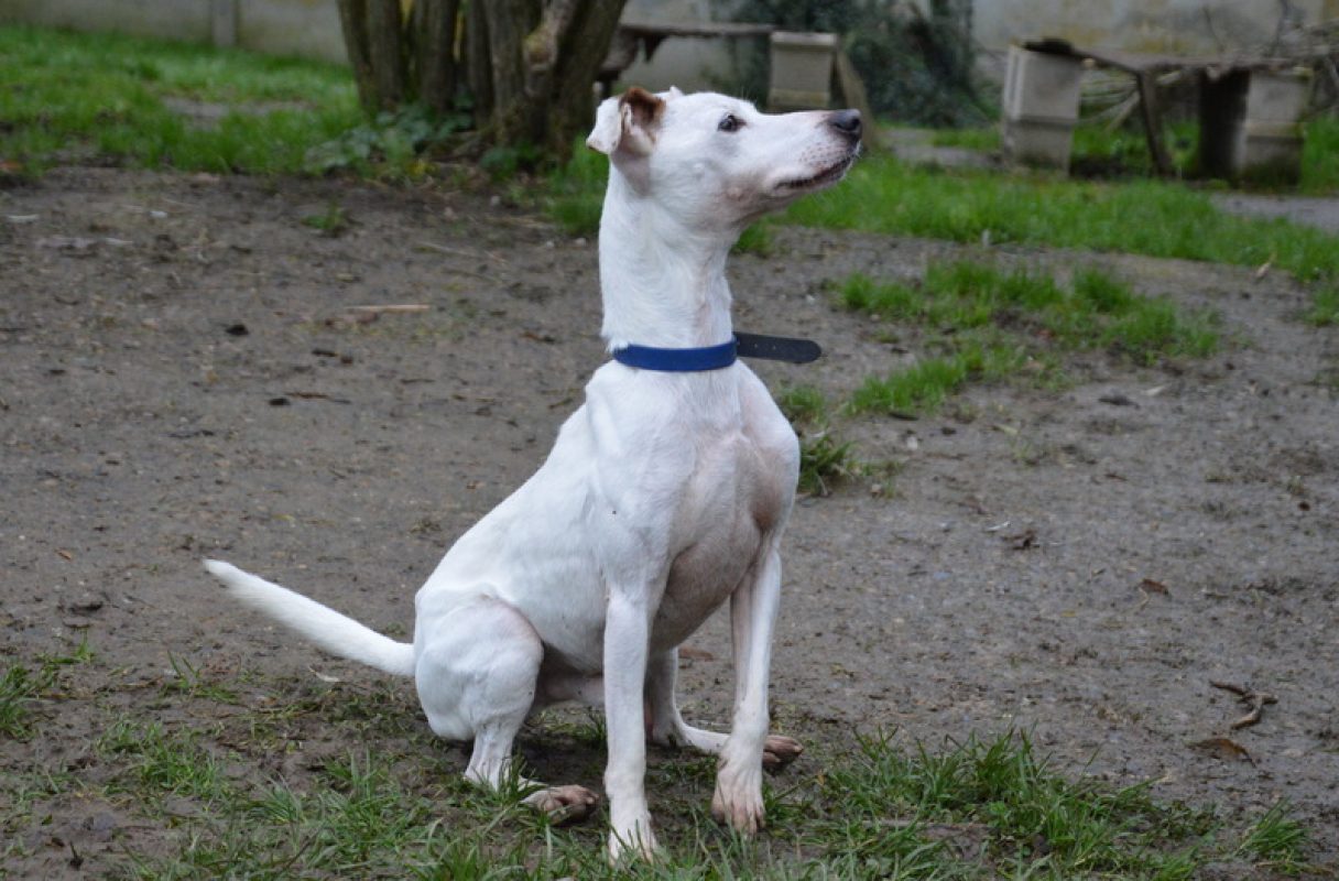 Myron - Chien à adopter - photo 5