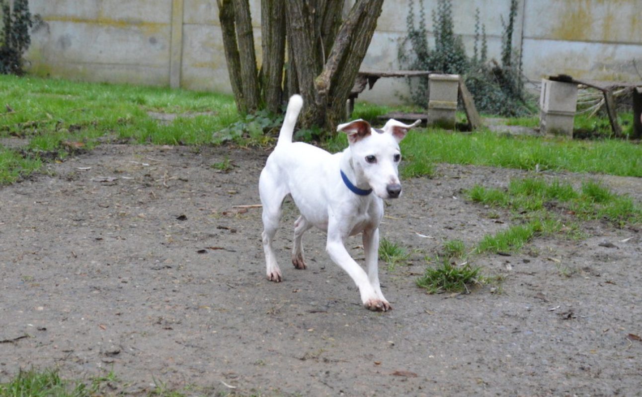 Myron - Chien à adopter - photo 6
