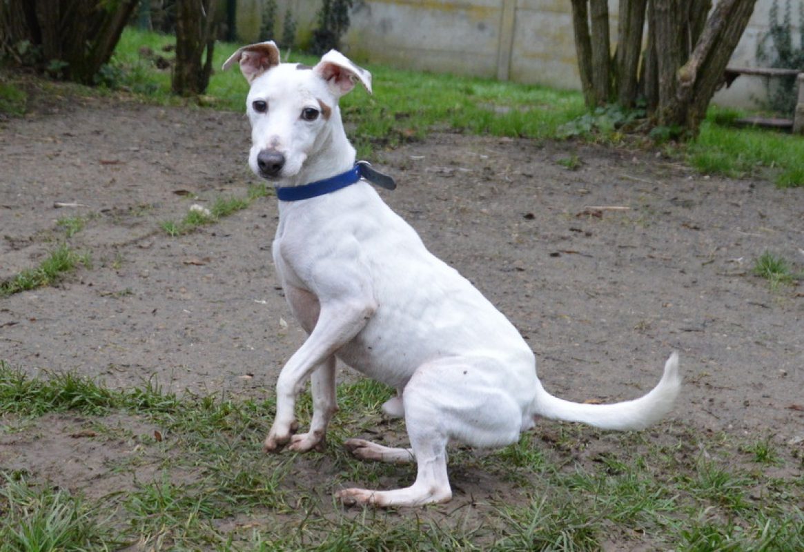 Myron - Chien à adopter - photo 7