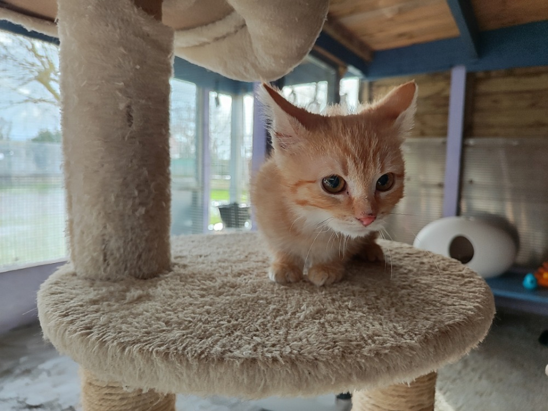 Photo de Rapido réservé