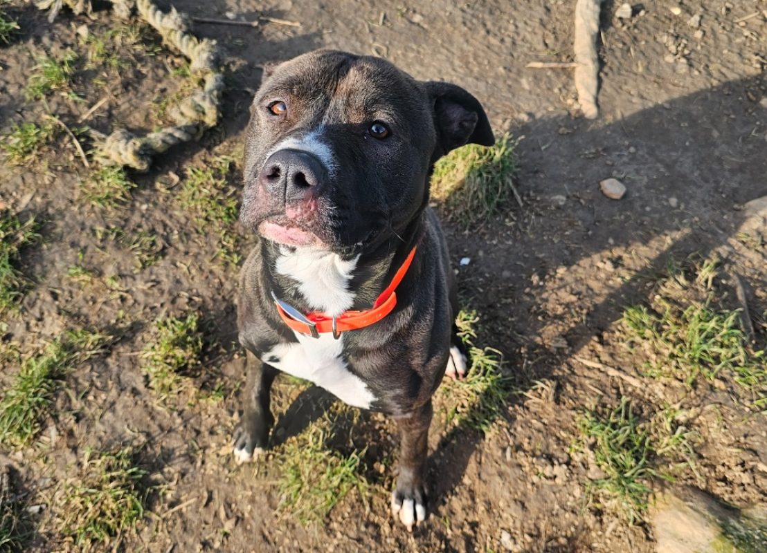 Camelia - Chien à adopter