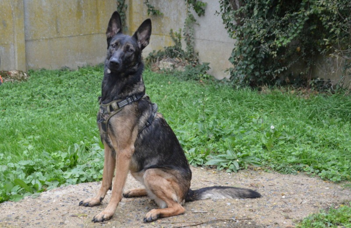 Photo #4 de Onysia