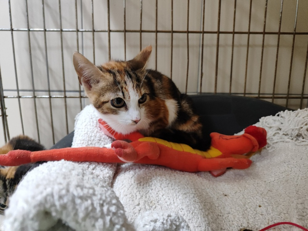 Photo de Finette réservé