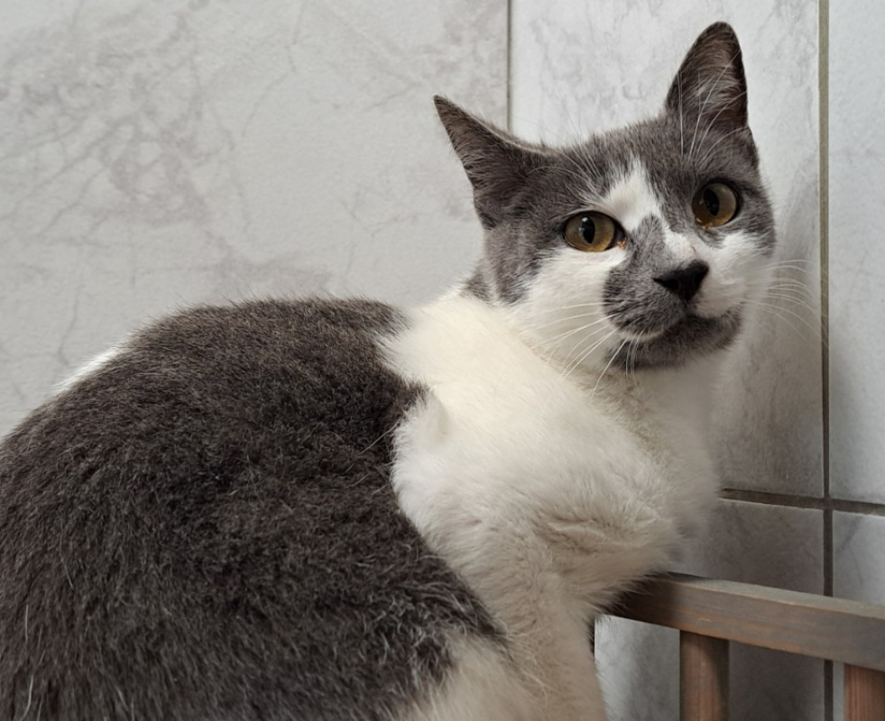 Photo #1 de Chat ouille