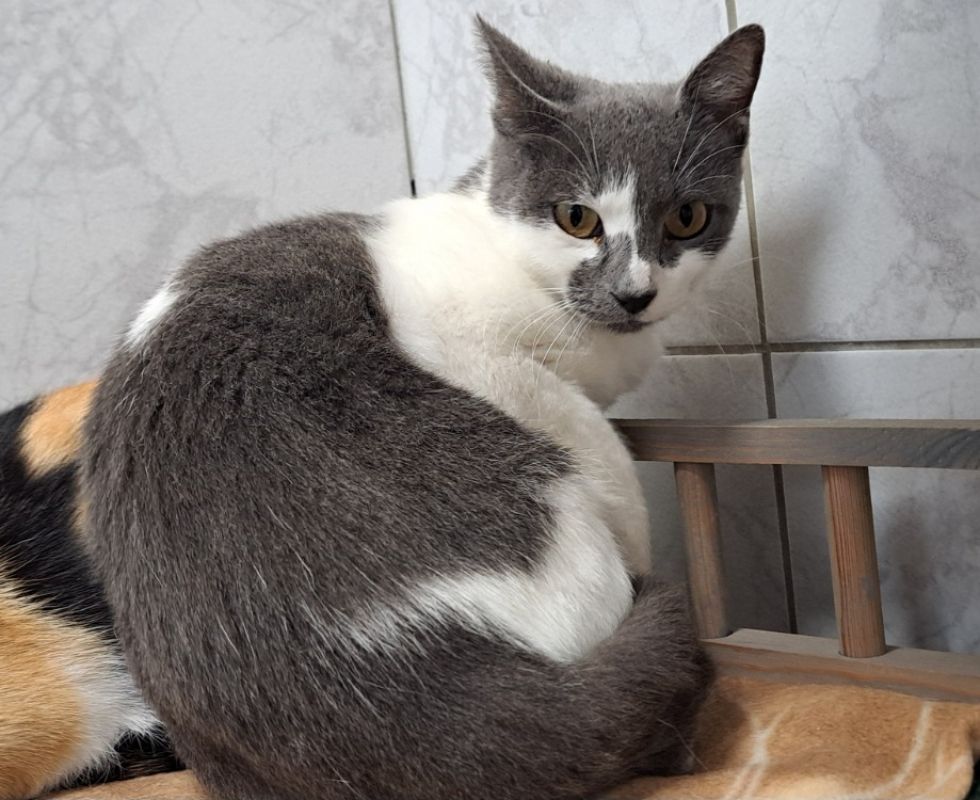 Photo #2 de Chat ouille