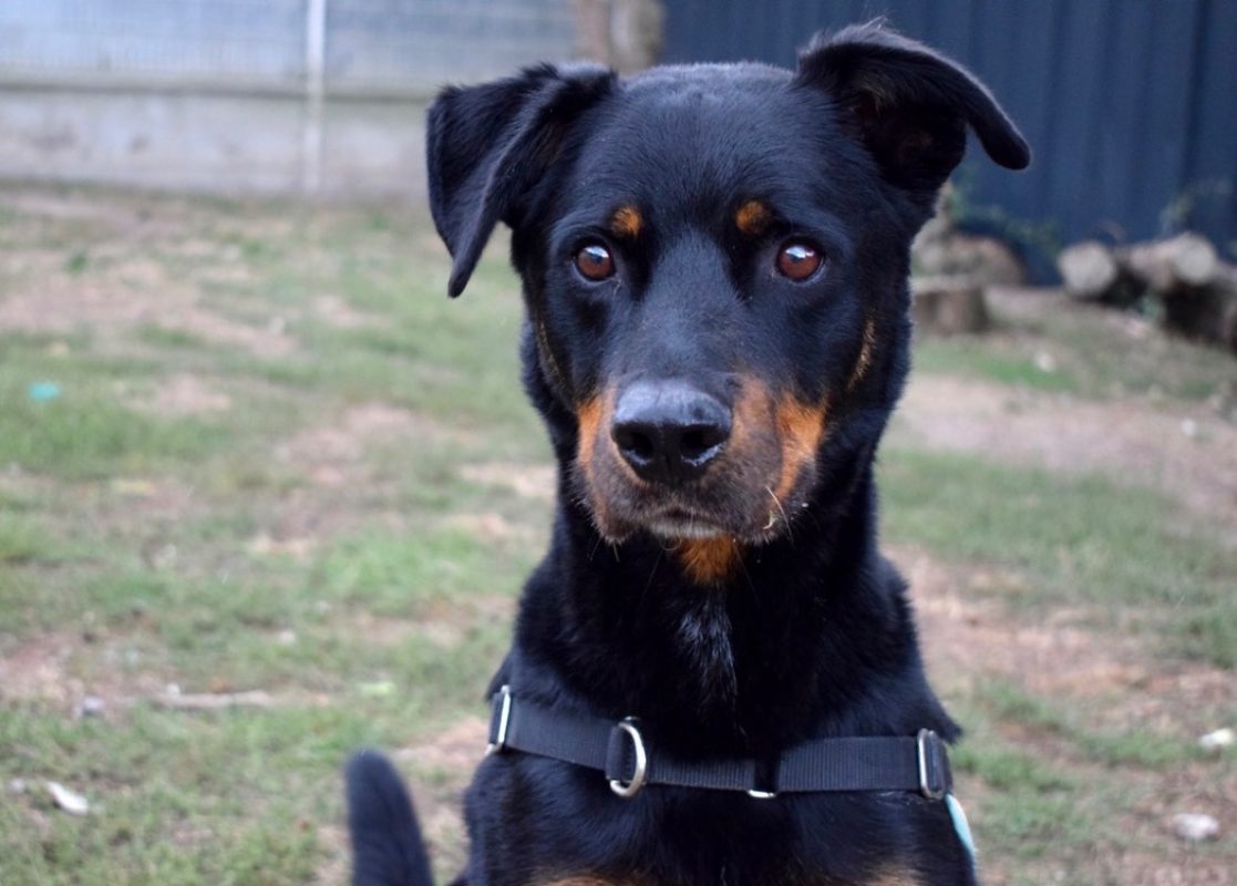 Kazan - Chien à adopter