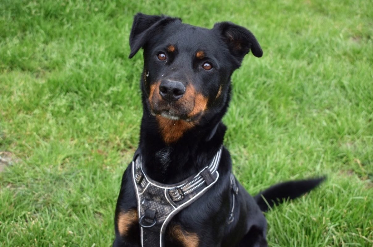 Kazan - Chien à adopter - photo 2