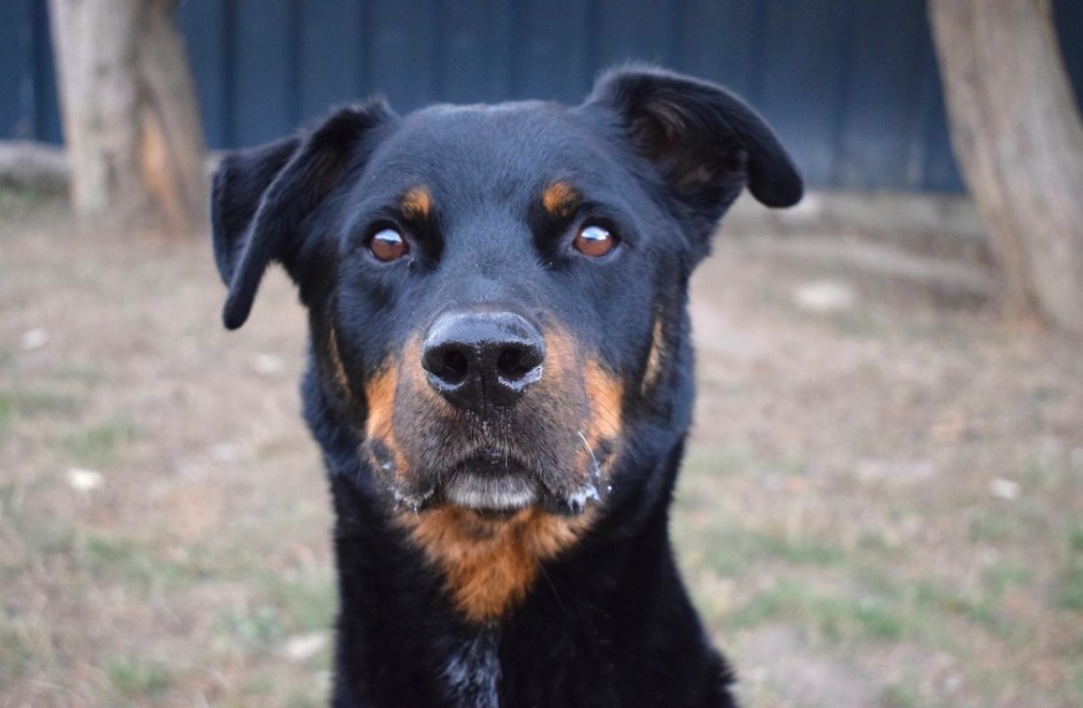 Kazan - Chien à adopter - photo 3