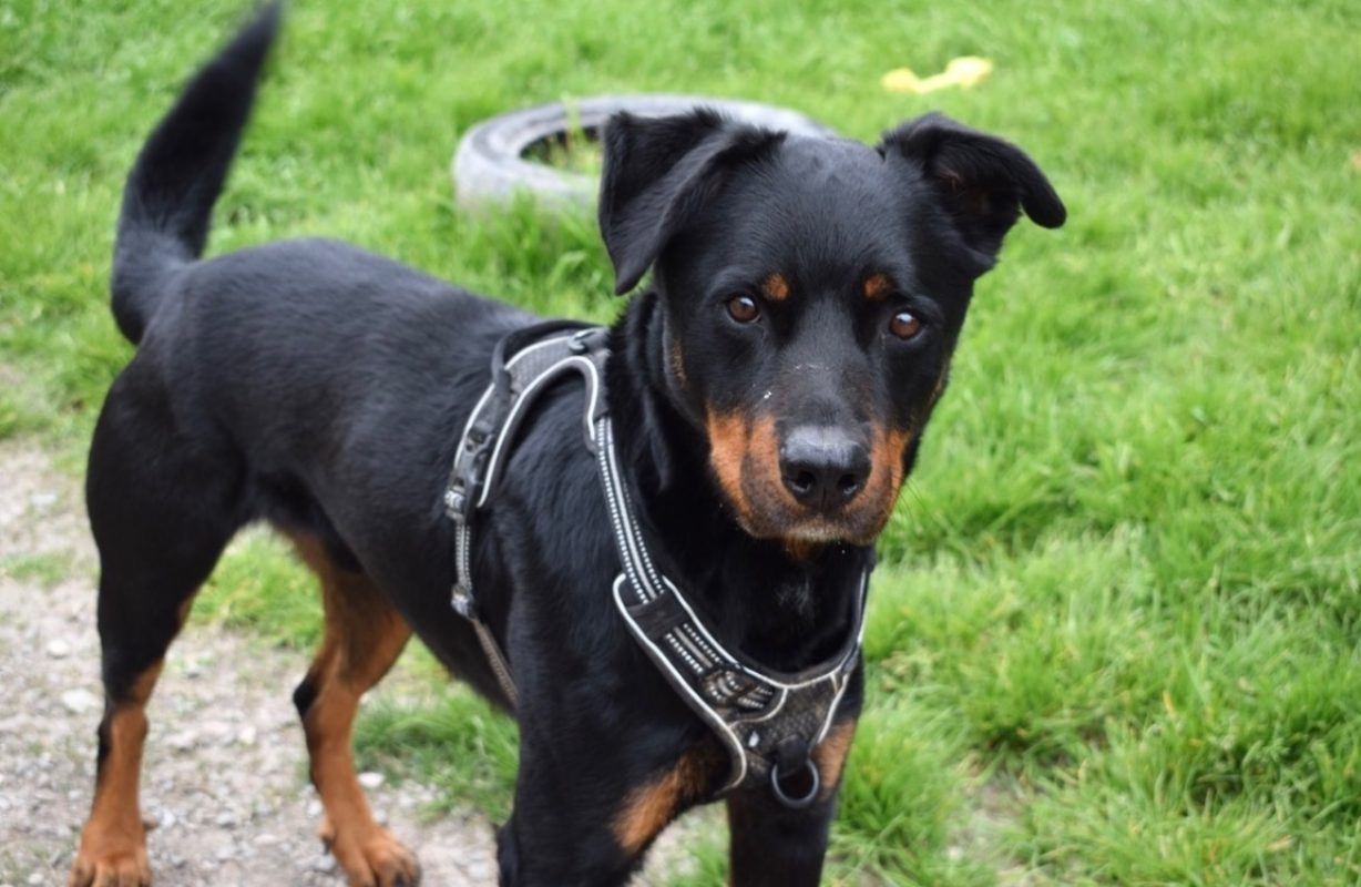 Kazan - Chien à adopter - photo 6