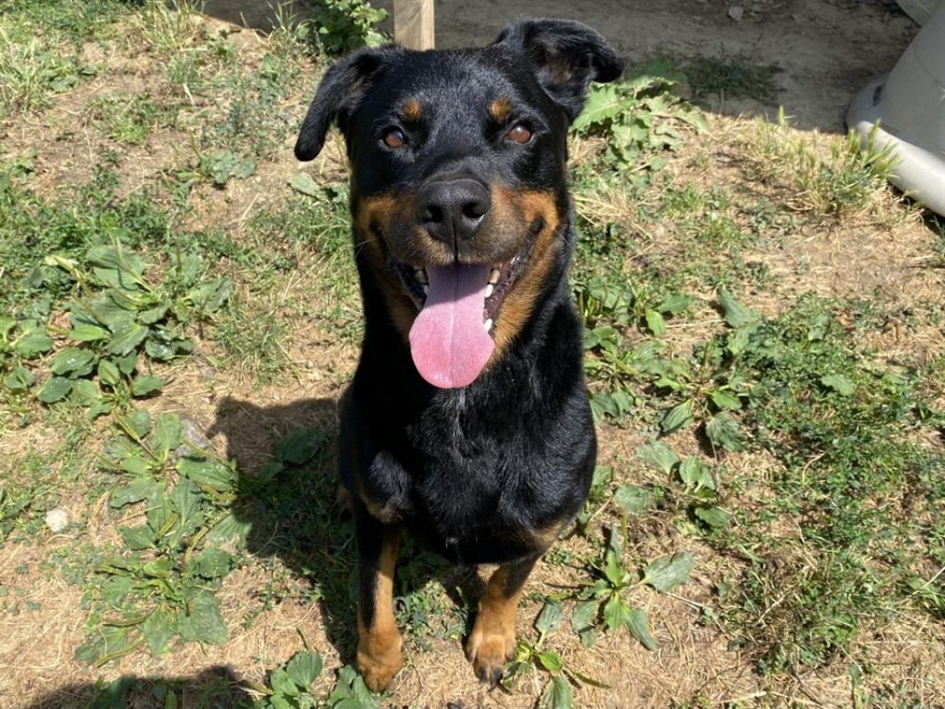 Kazan - Chien à adopter - photo 7