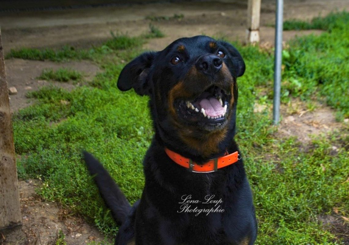 Kazan - Chien à adopter - photo 8