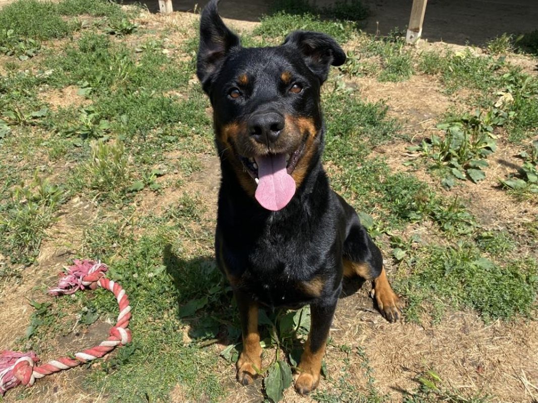 Kazan - Chien à adopter - photo 9