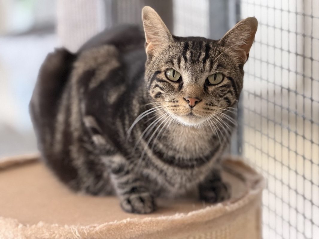 Odin - Chat Européen à adopter