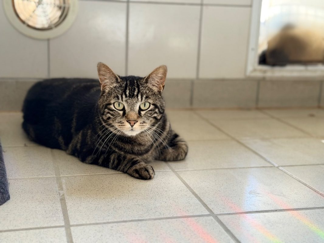 Odin - Chat Européen à adopter - photo 2