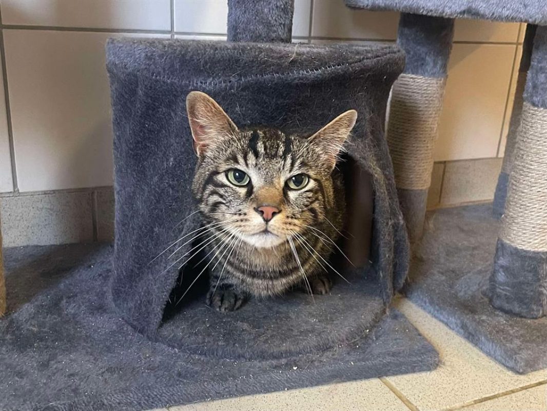 Odin - Chat Européen à adopter - photo 3