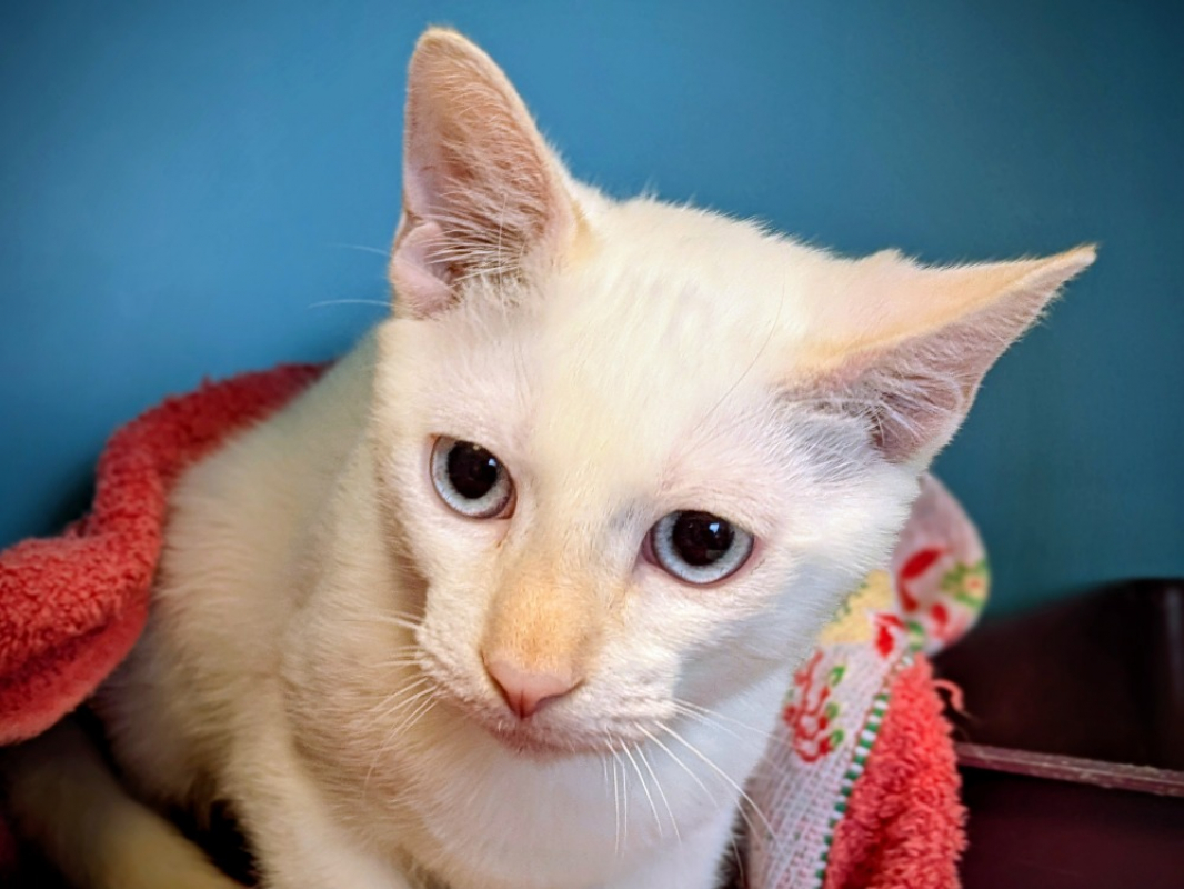 Photo de Olaf a adopter avec moon