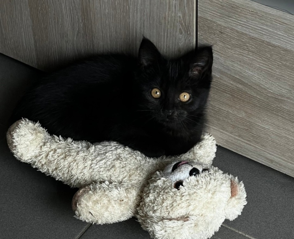 Photo #1 de Spinelle réservé