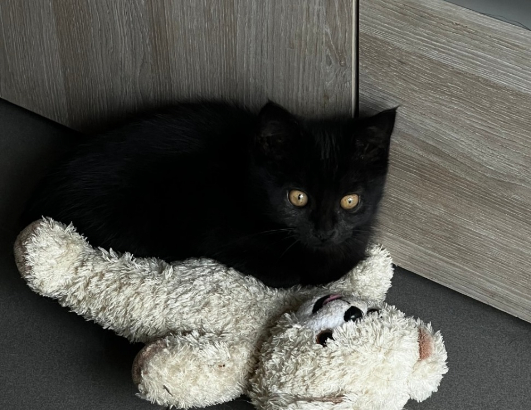 Photo #2 de Spinelle réservé