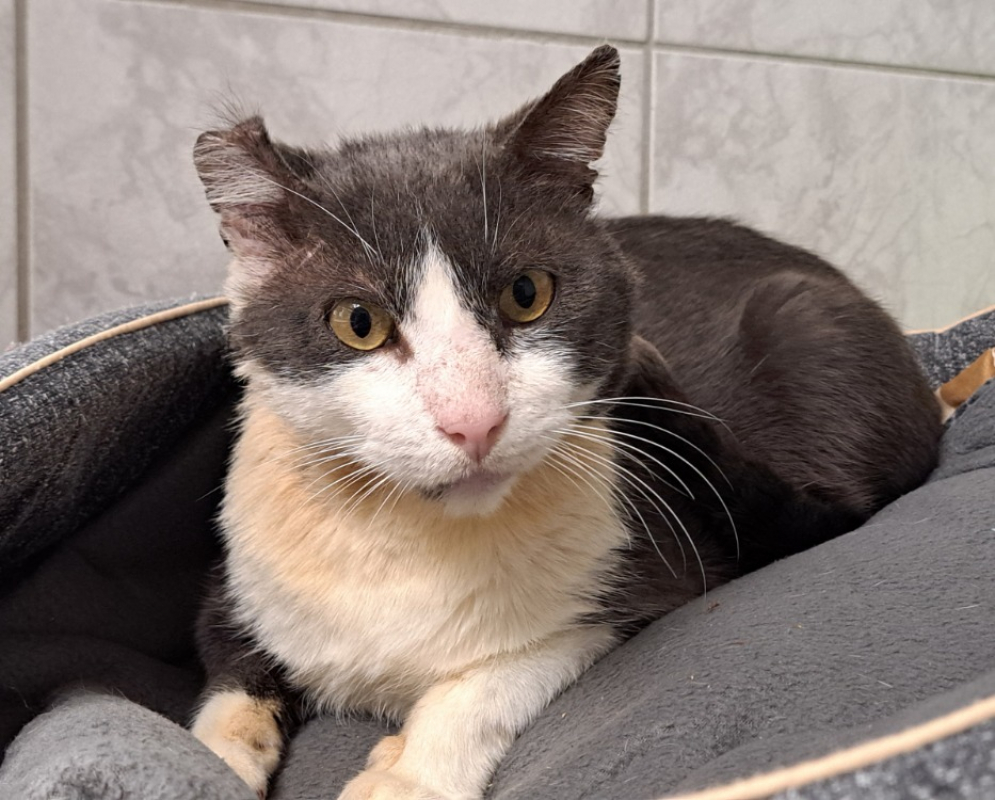 Photo de Chat va bien