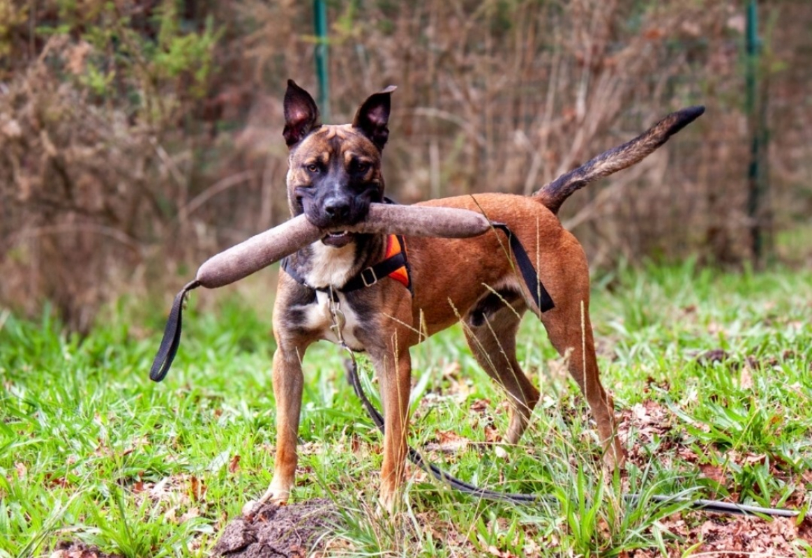 Photo #1 de Rolex dit anubis