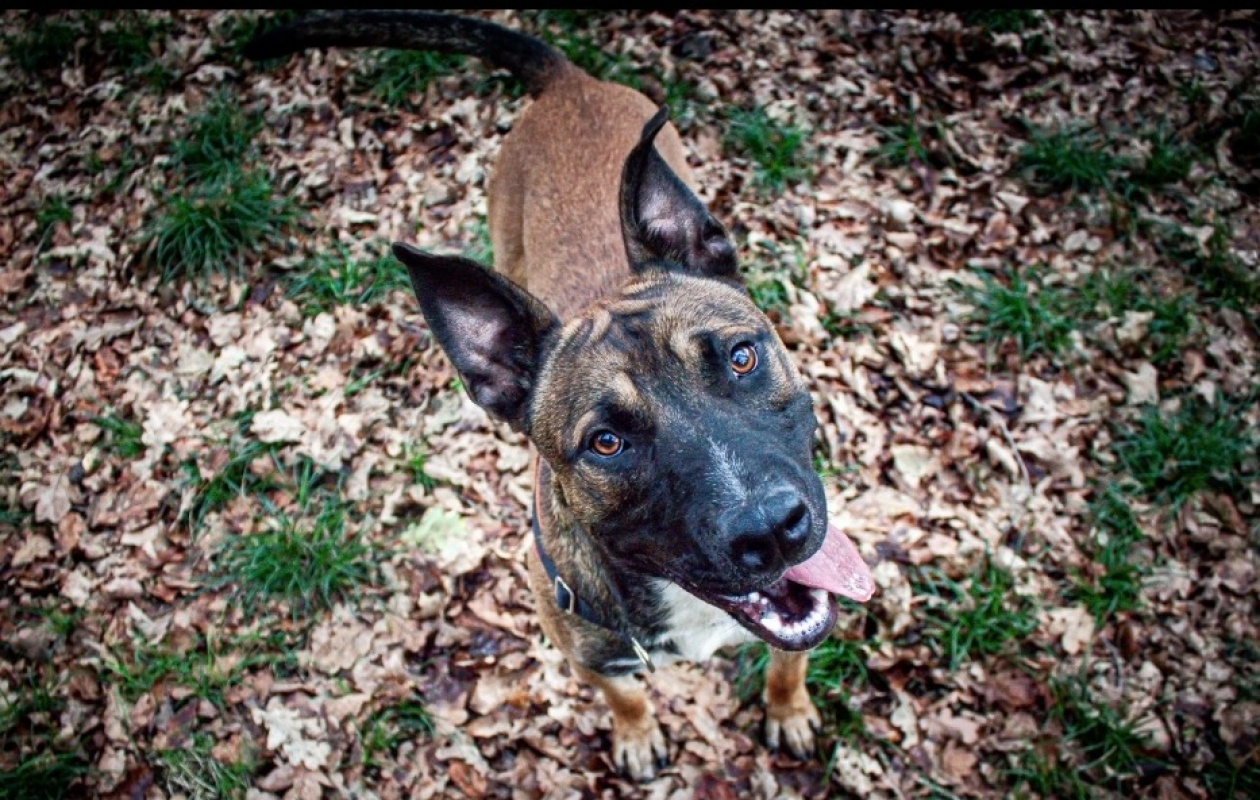 Photo #2 de Rolex dit anubis