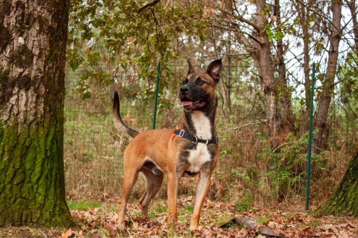 Photo #4 de Rolex dit anubis