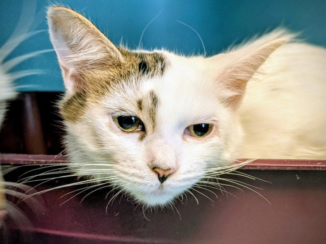 Photo de Moon a adopter avec olaf