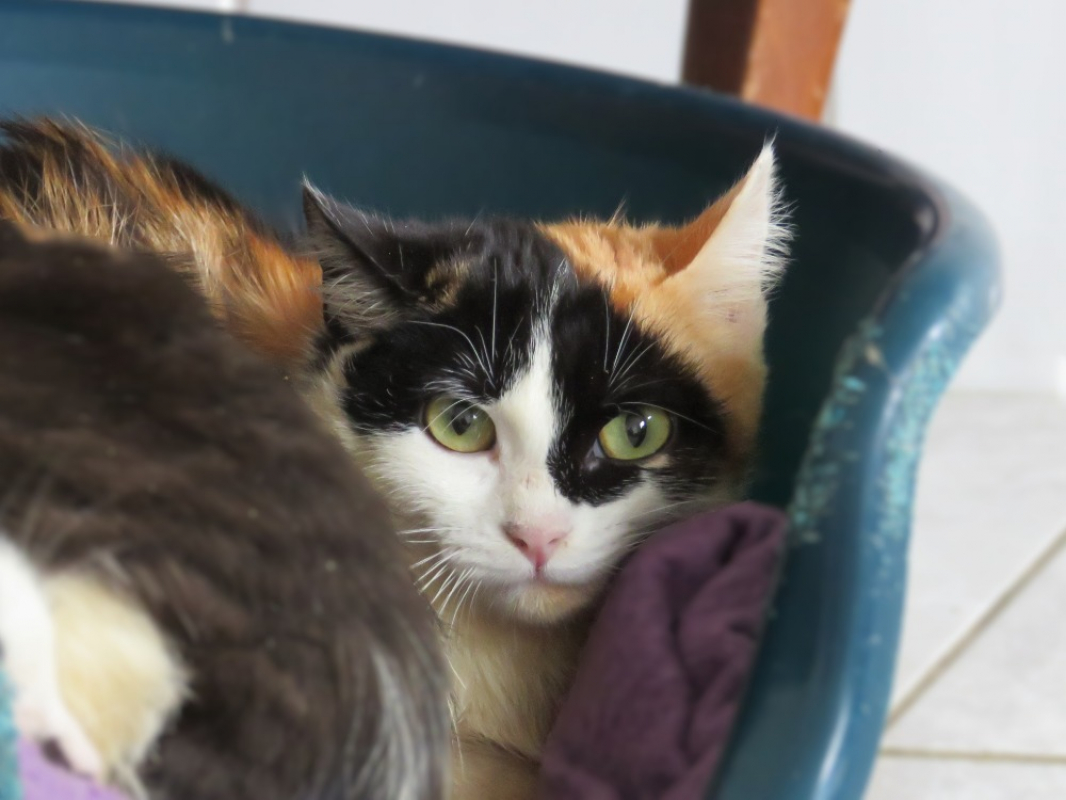 Photo #1 de Arnegonde