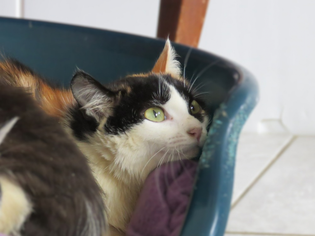 Photo #3 de Arnegonde