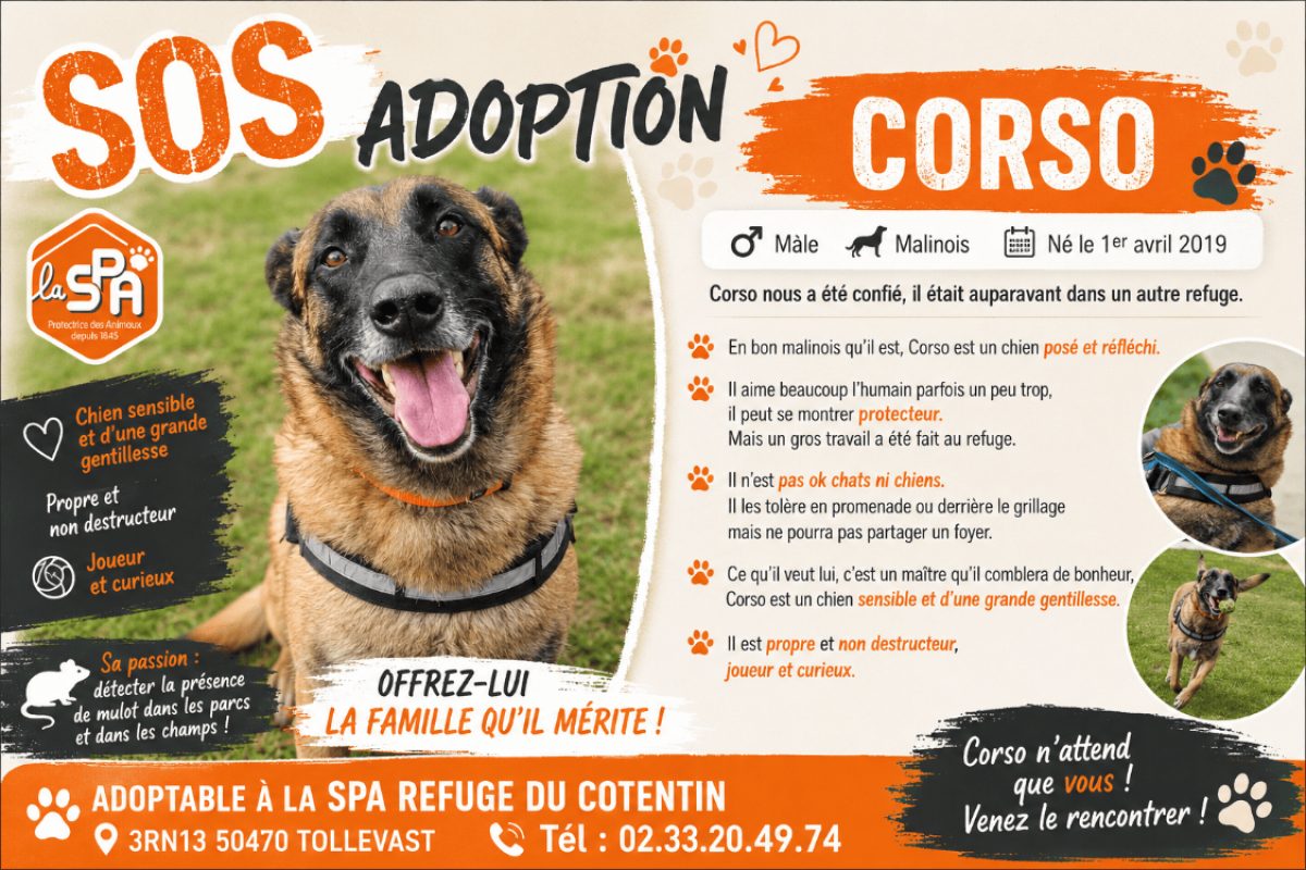 Corso - Chien à adopter