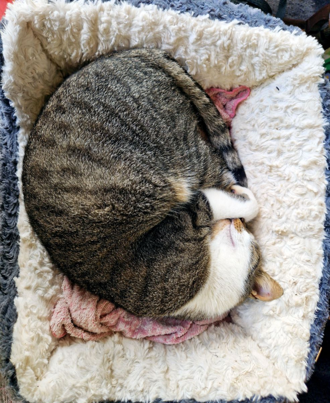 Photo #1 de Coup de patte