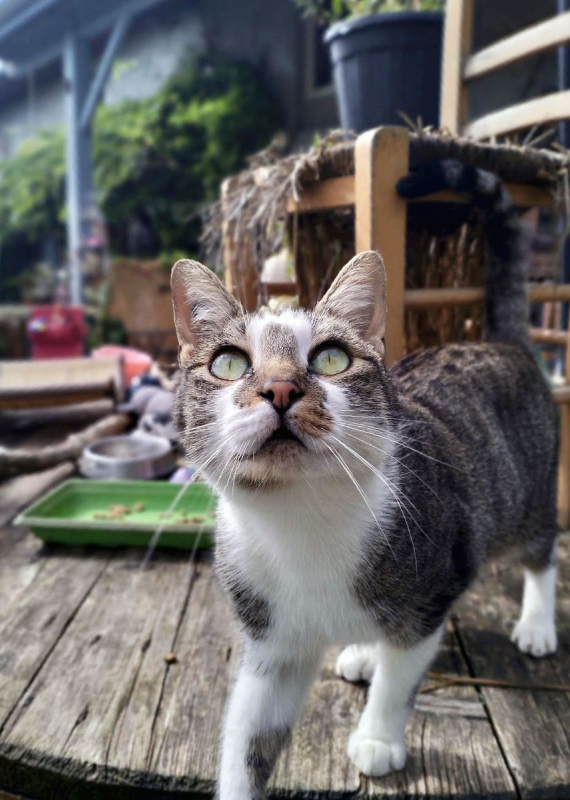 Photo #2 de Coup de patte