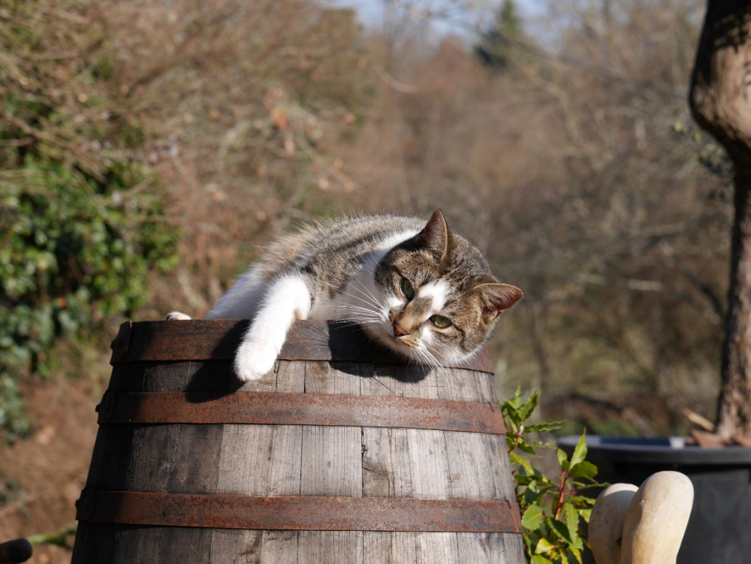 Photo #3 de Coup de patte