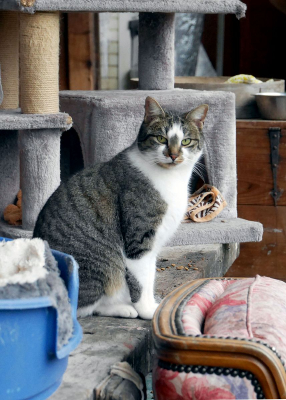 Photo #4 de Coup de patte