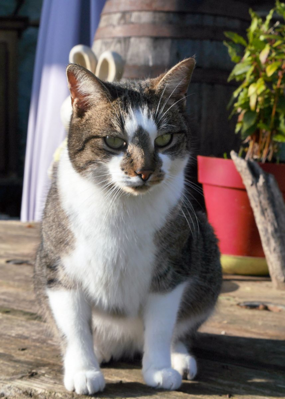 Photo #5 de Coup de patte