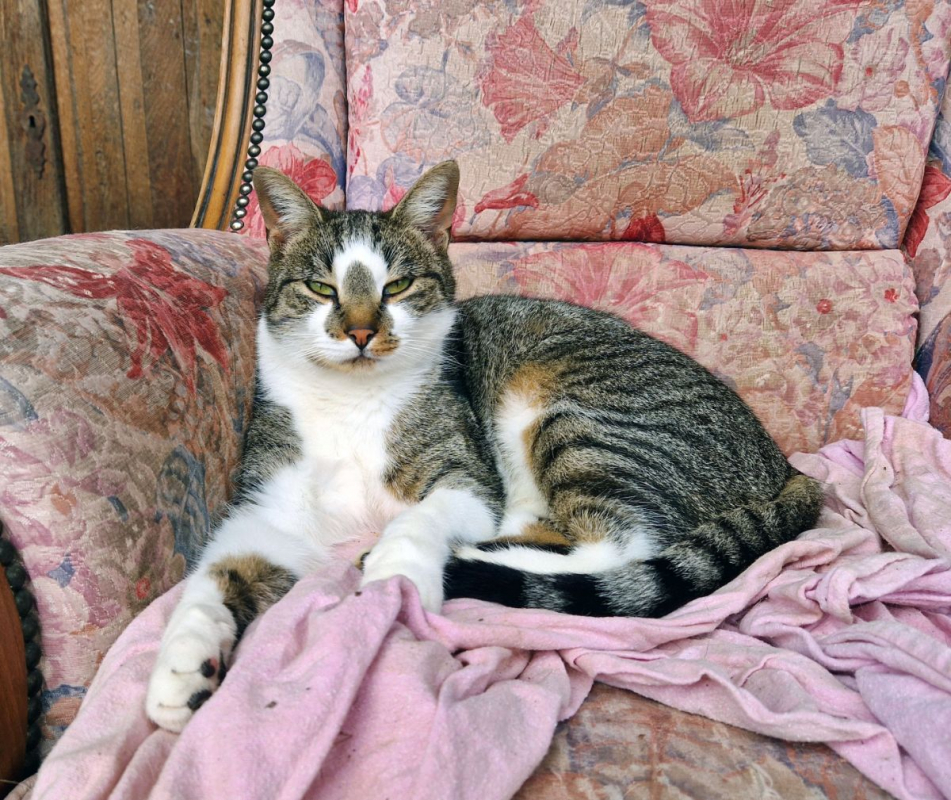 Photo #6 de Coup de patte