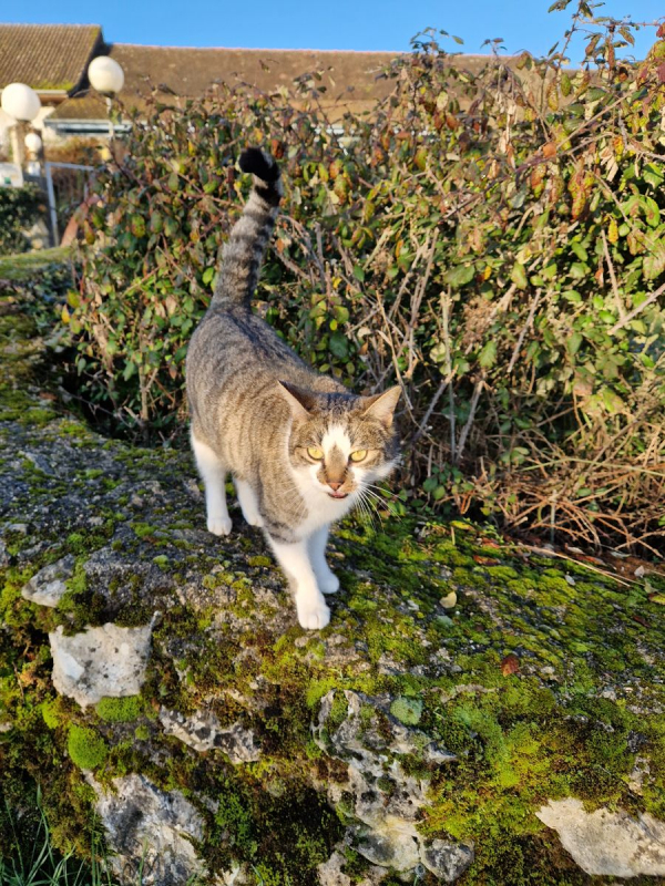 Photo #7 de Coup de patte