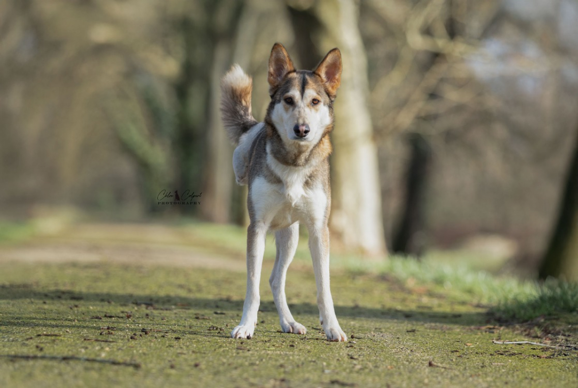 Photo #1 de Cannelle