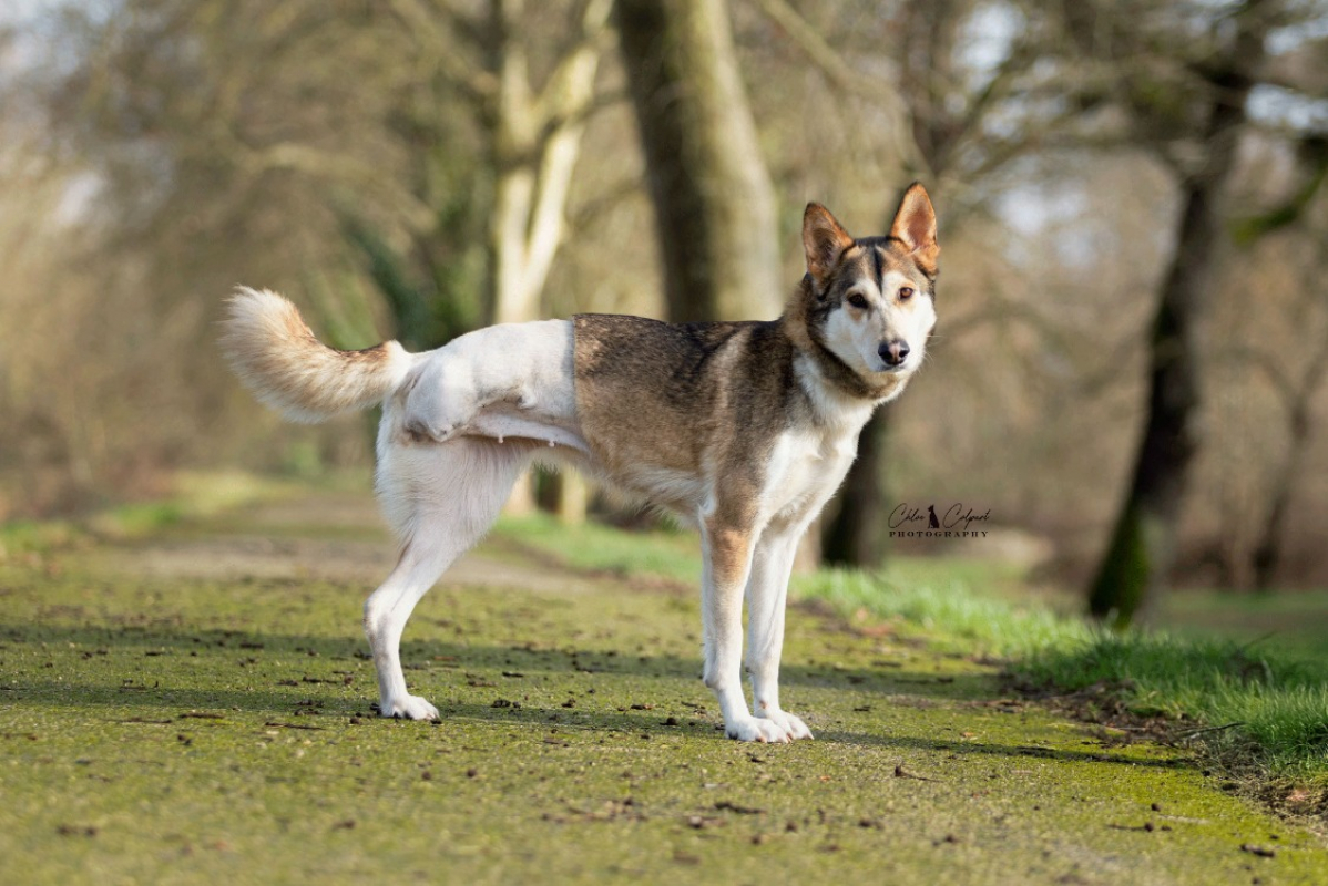 Photo #2 de Cannelle