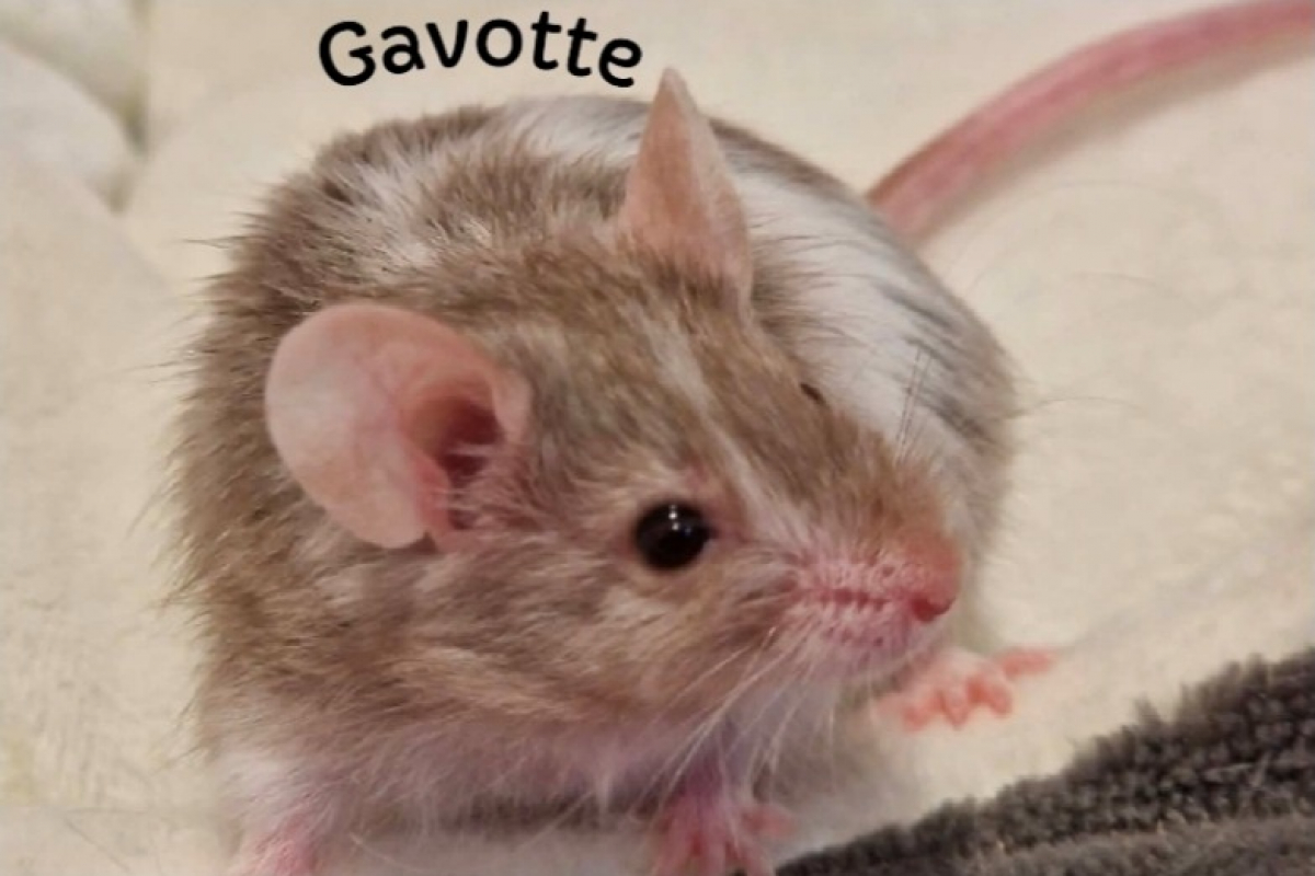 Photo de Gavotte