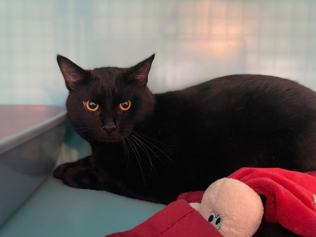 Photo #1 de Bagheera