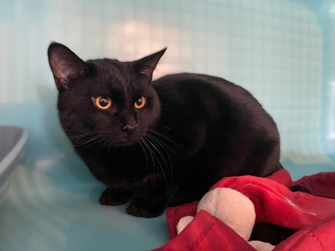 Photo #2 de Bagheera