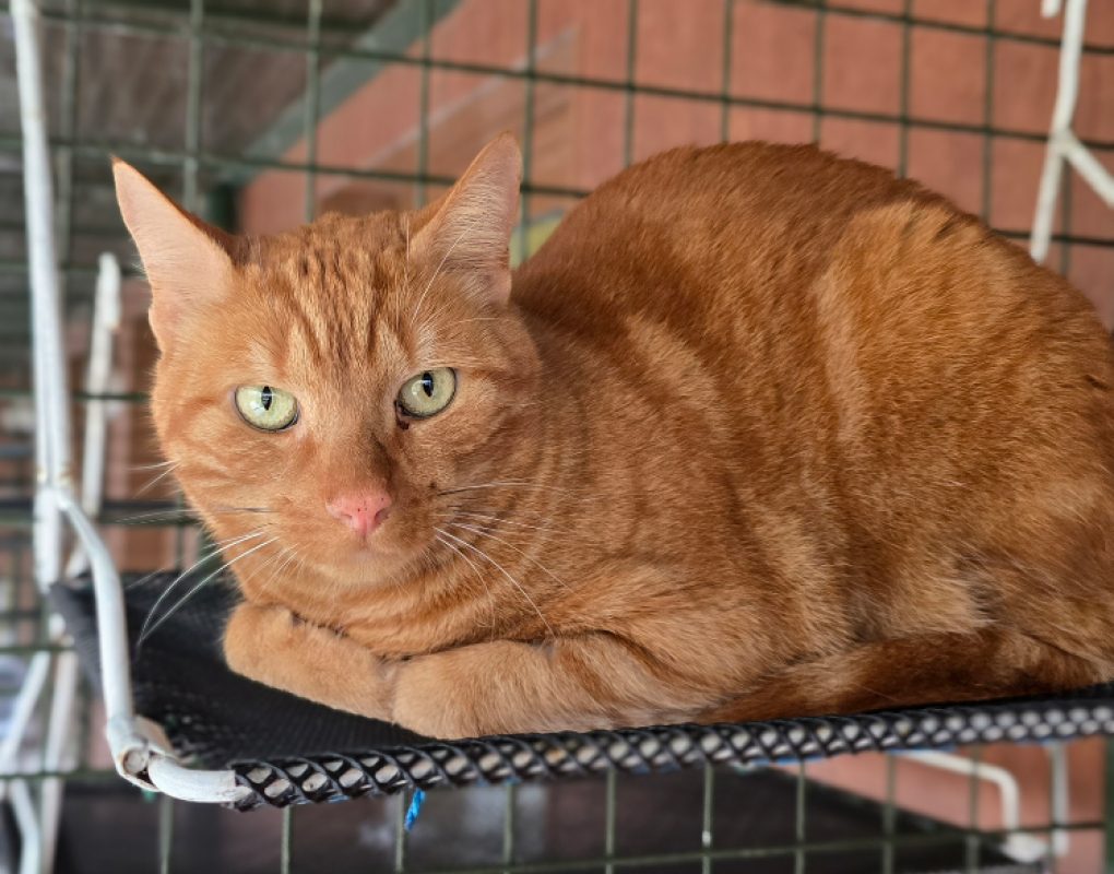Spirou - Européen à adopter à Brugheas (03) - Animaux.fr