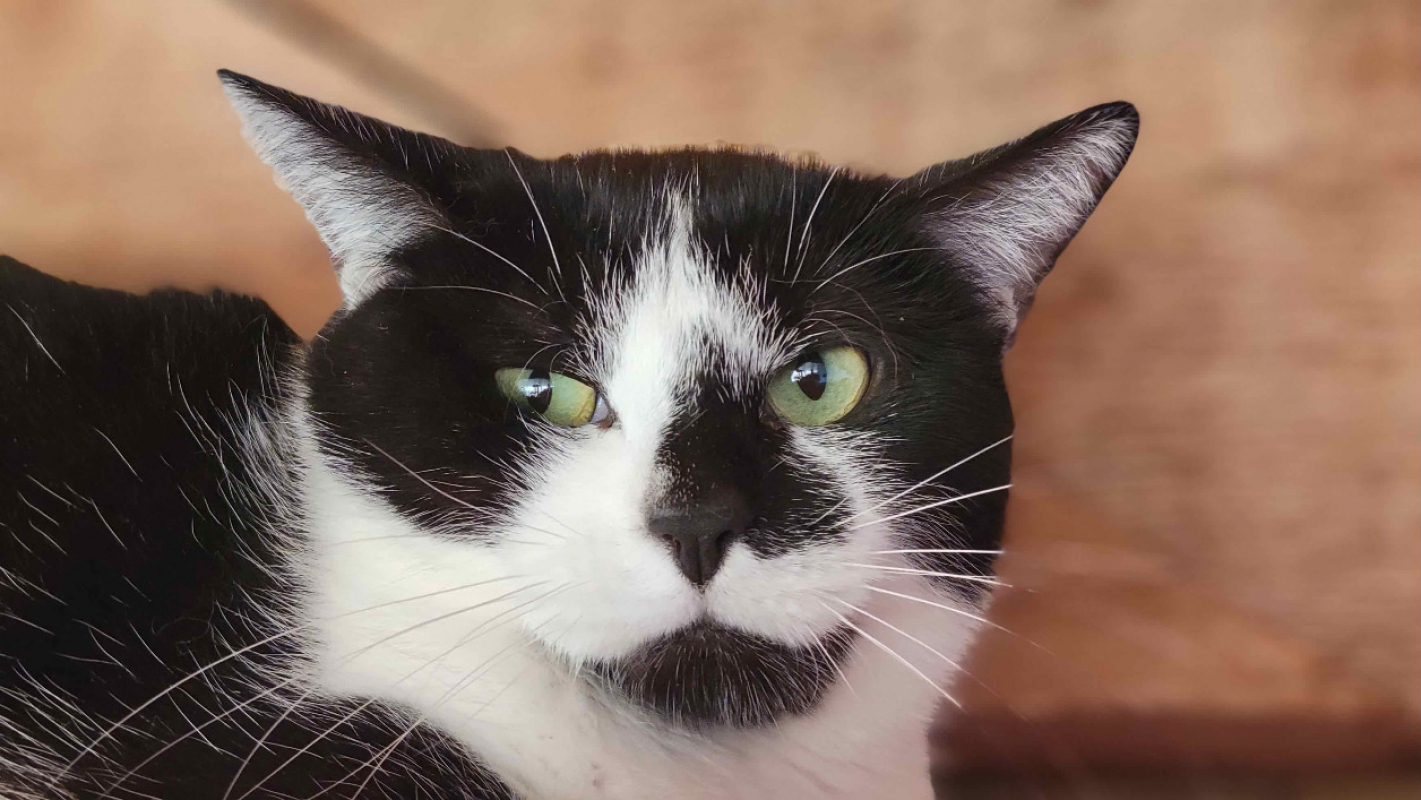 Photo #1 de Scutigere