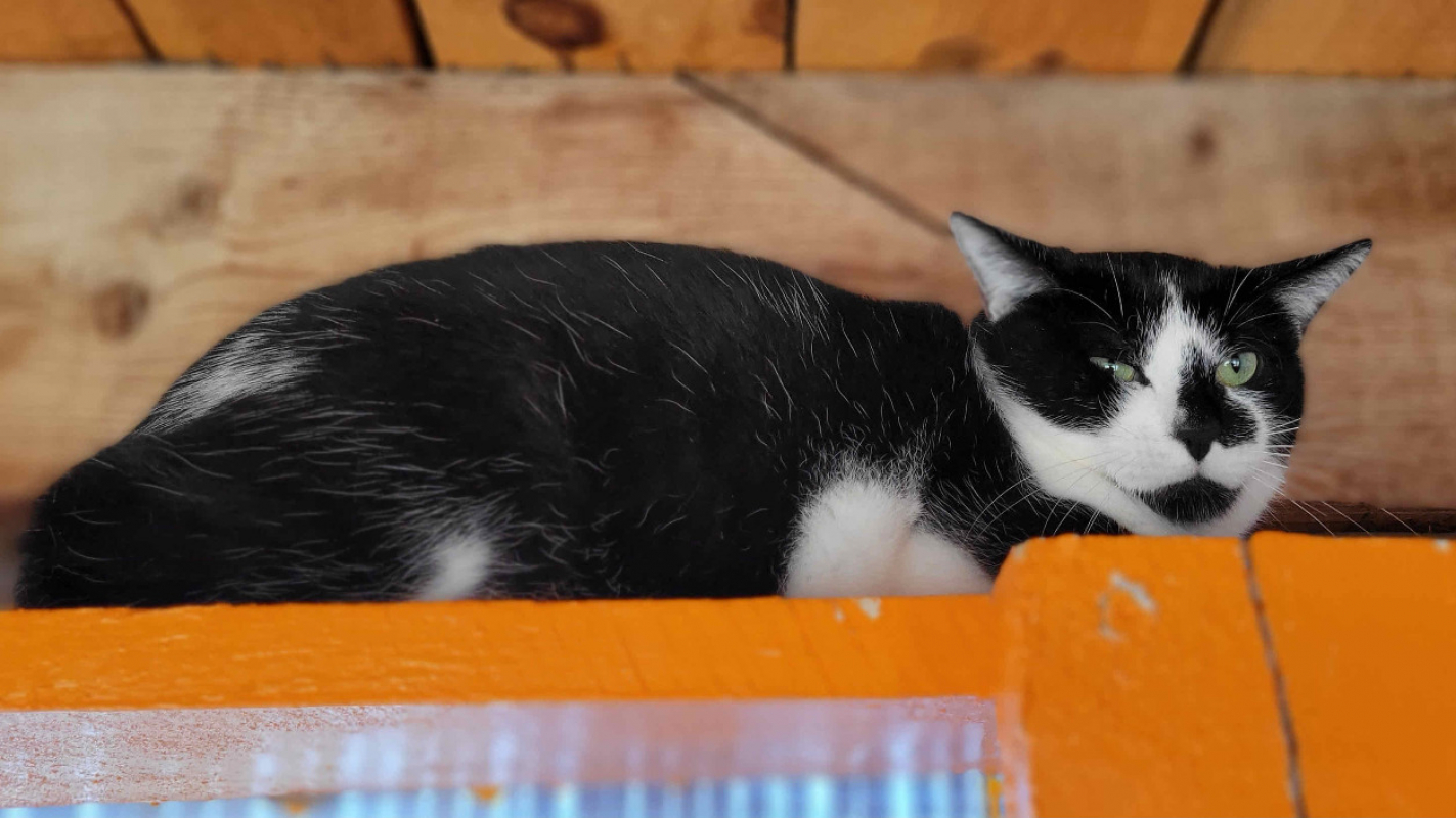 Photo #2 de Scutigere