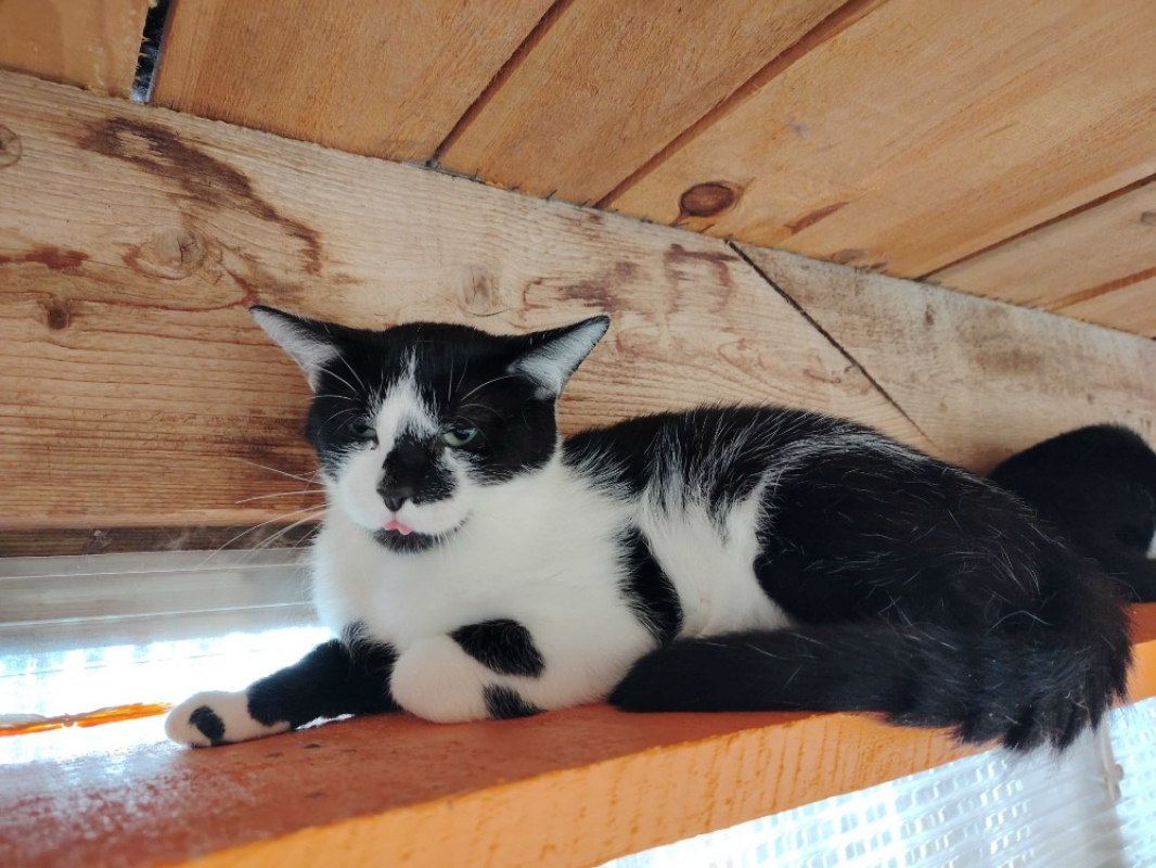 Photo #3 de Scutigere