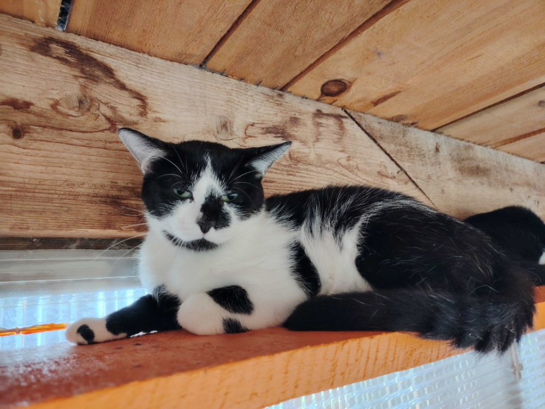 Photo #4 de Scutigere