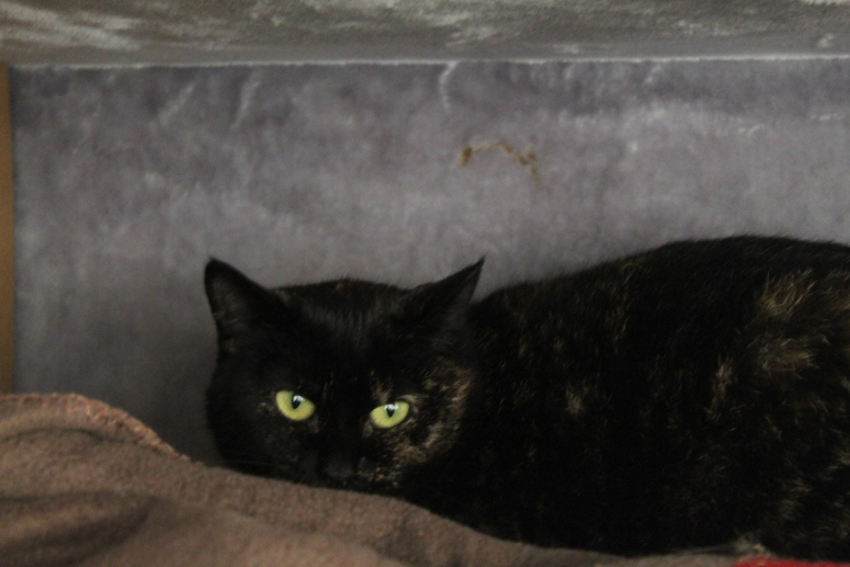 Amelia - Chat Européen à adopter