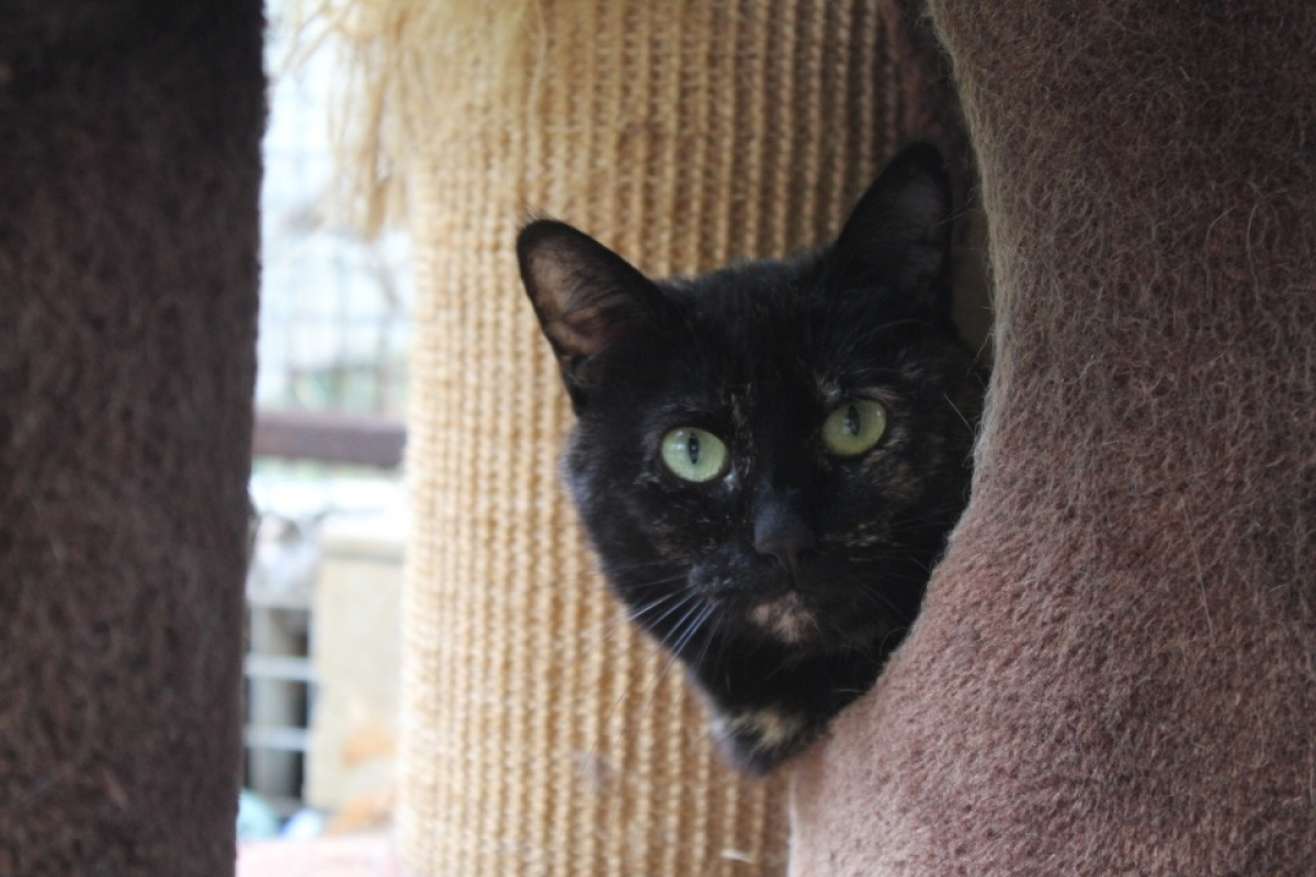 Amelia - Chat Européen à adopter - photo 2
